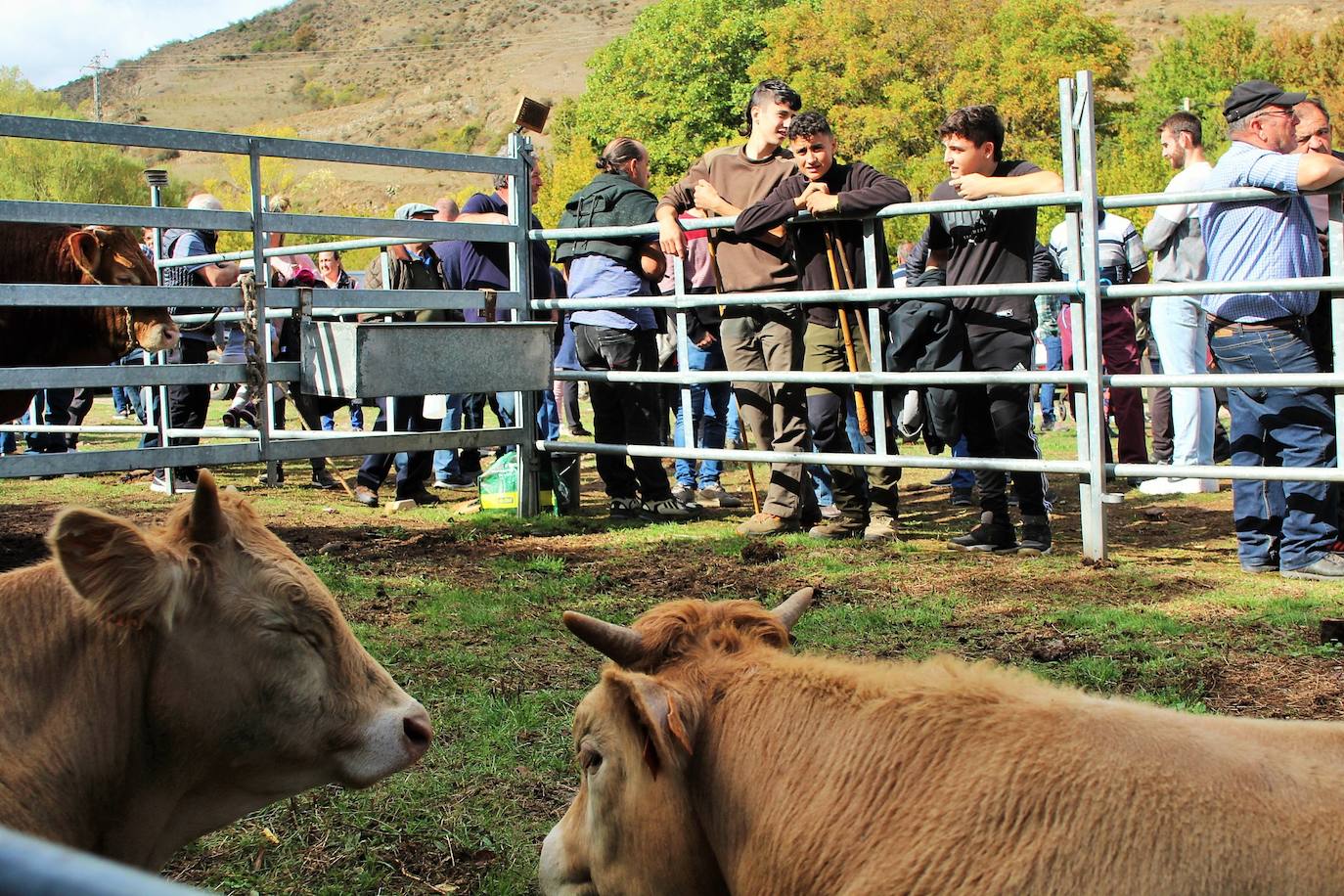 Fotos: Lo más granado de la ganadería camerana