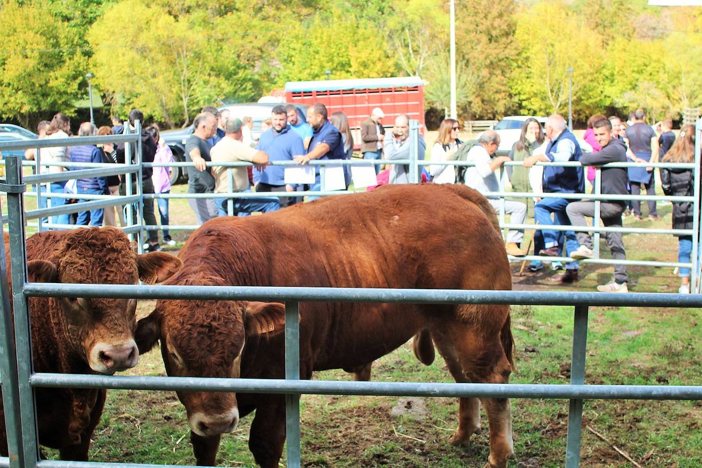 Fotos: Lo más granado de la ganadería camerana