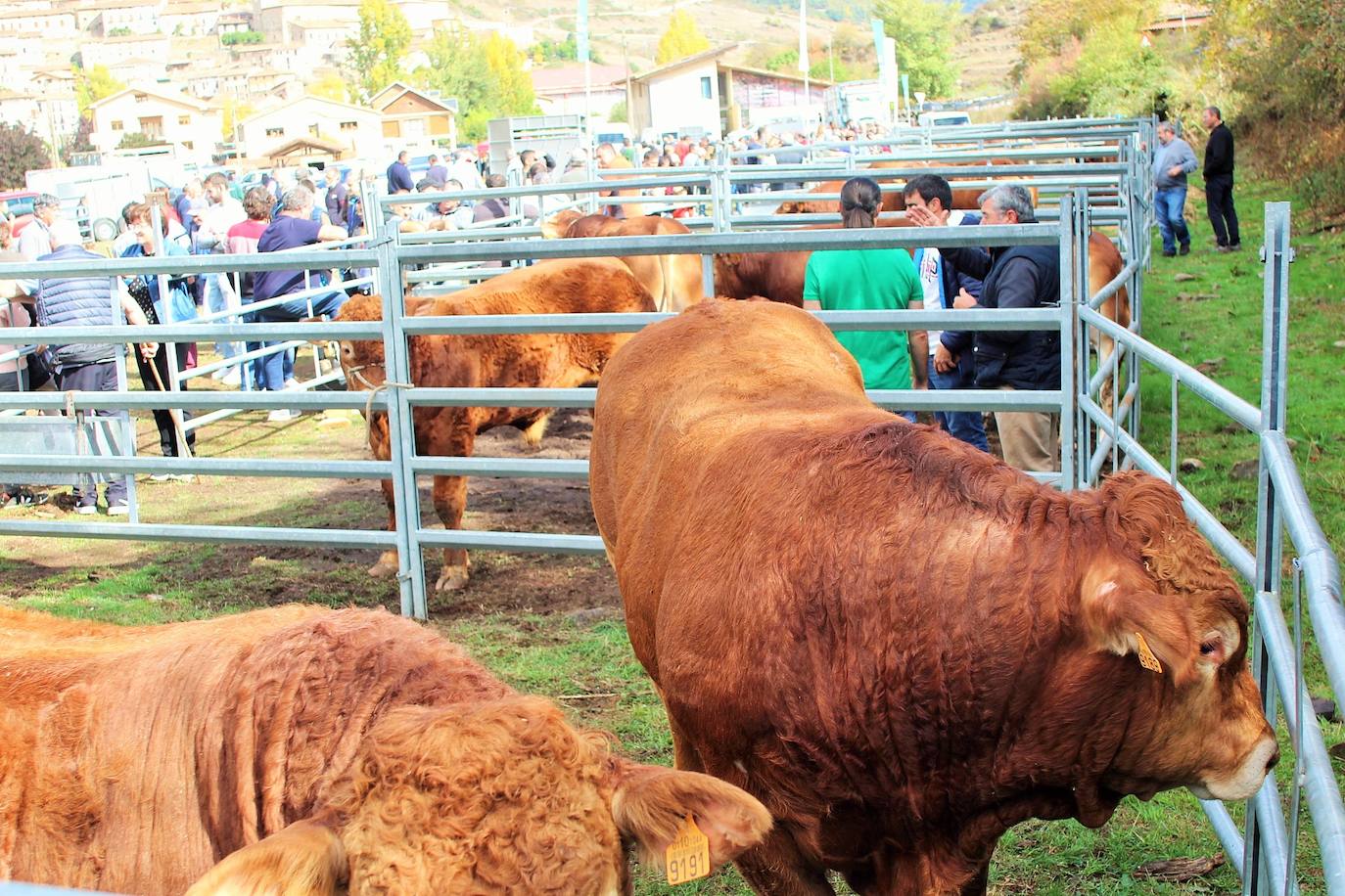 Fotos: Lo más granado de la ganadería camerana