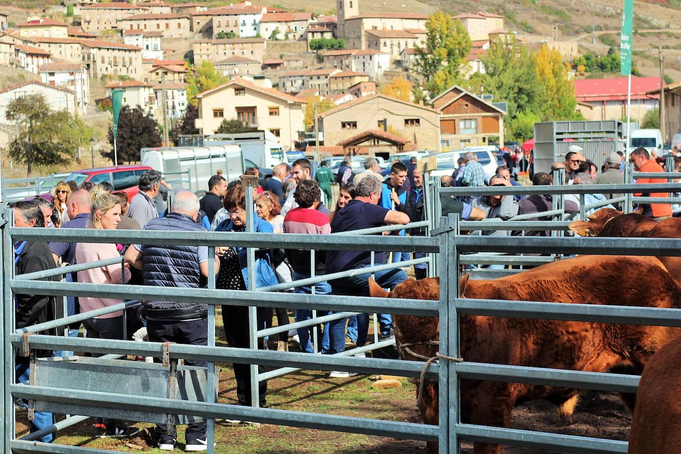 Fotos: Lo más granado de la ganadería camerana