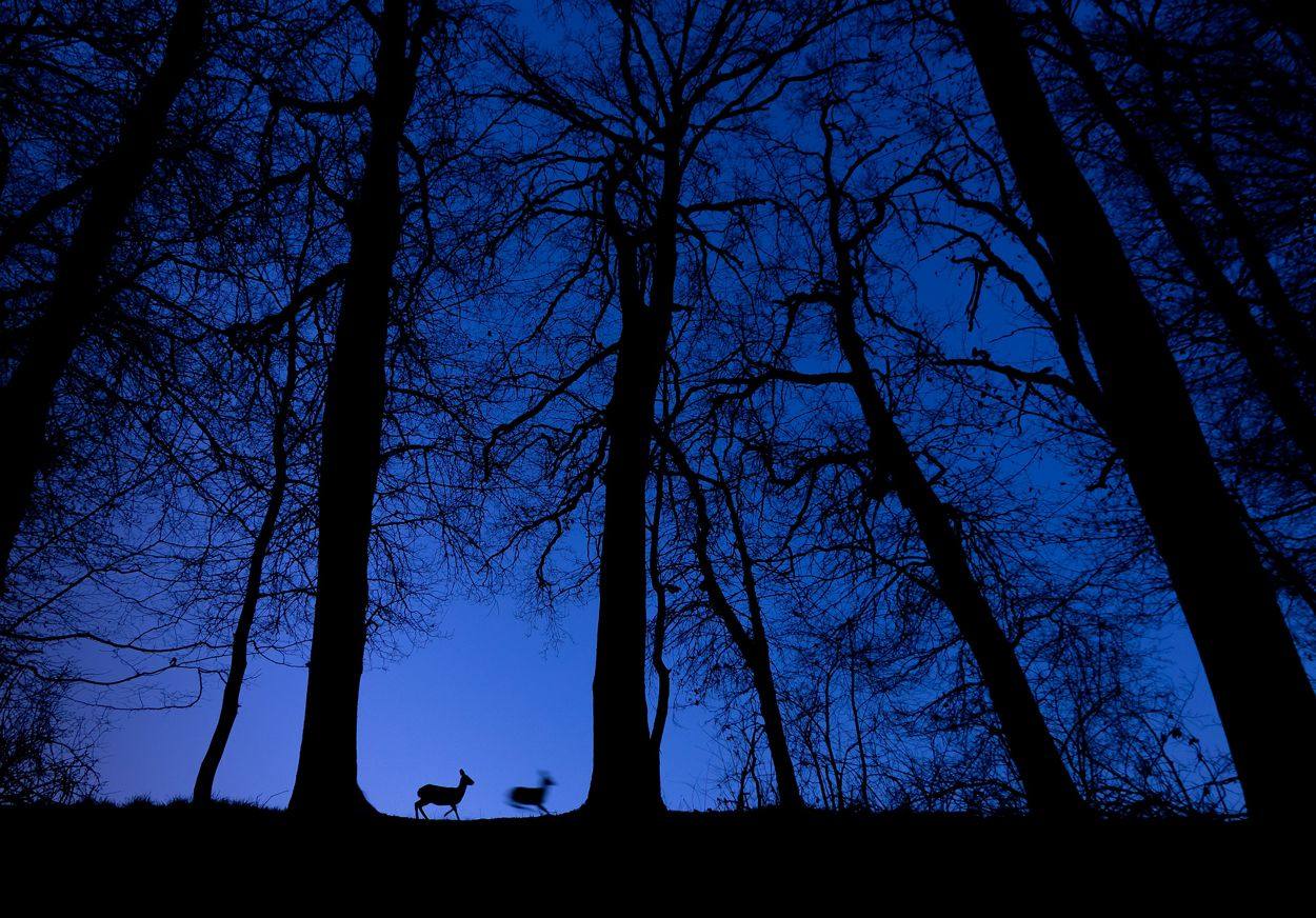 Ciervo en el amanecer azul