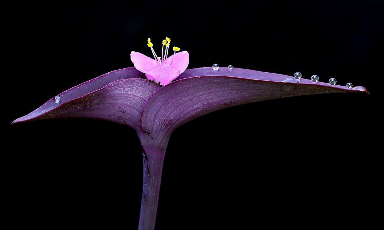 Flor púrpura