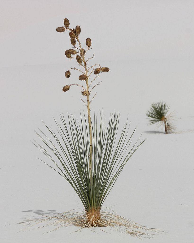 Soaptree Yucca en el Parque Nacional White Sands, Nuevo México