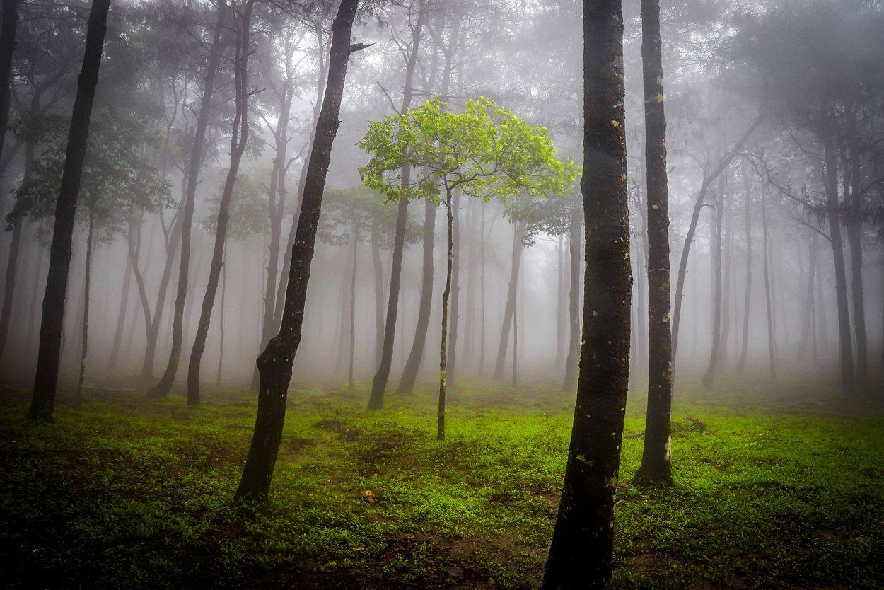 Un espeluznante bosque del Parque Nacional Ba Vi en Vietnam