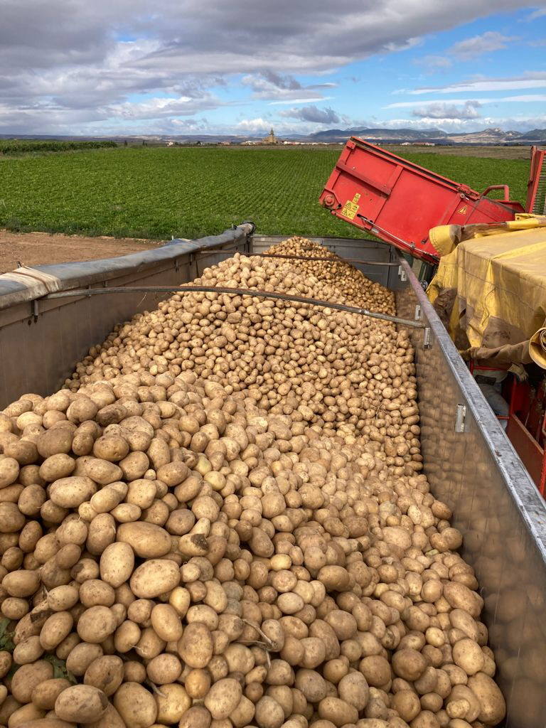 Recogida de patata en Zarratón. 