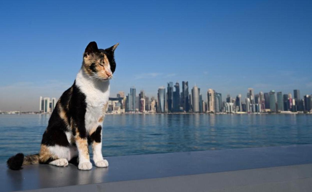 Un gato con los rascacielos de Doha al fondo. 