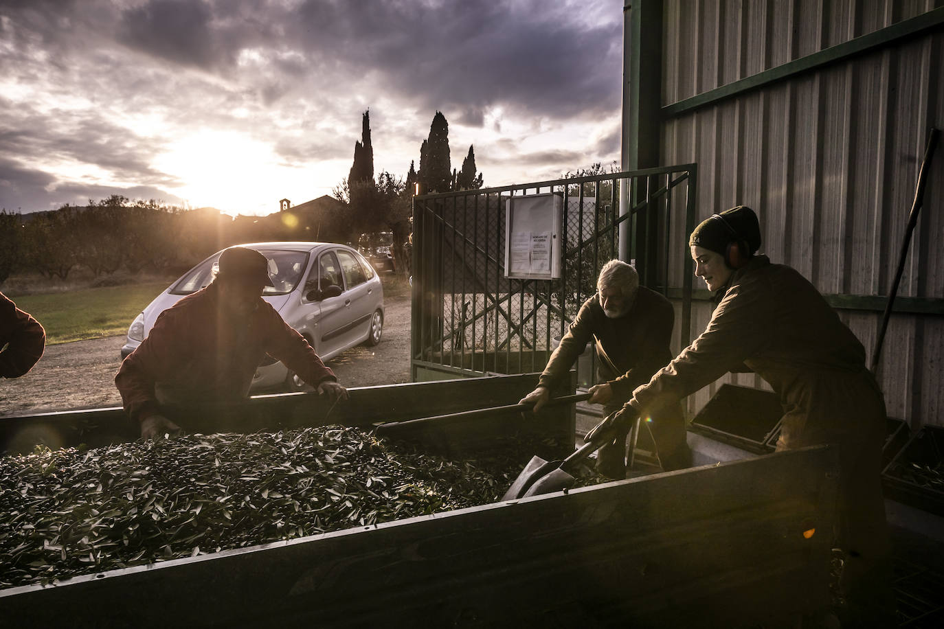 Fotos: Año de sombras para el olivar