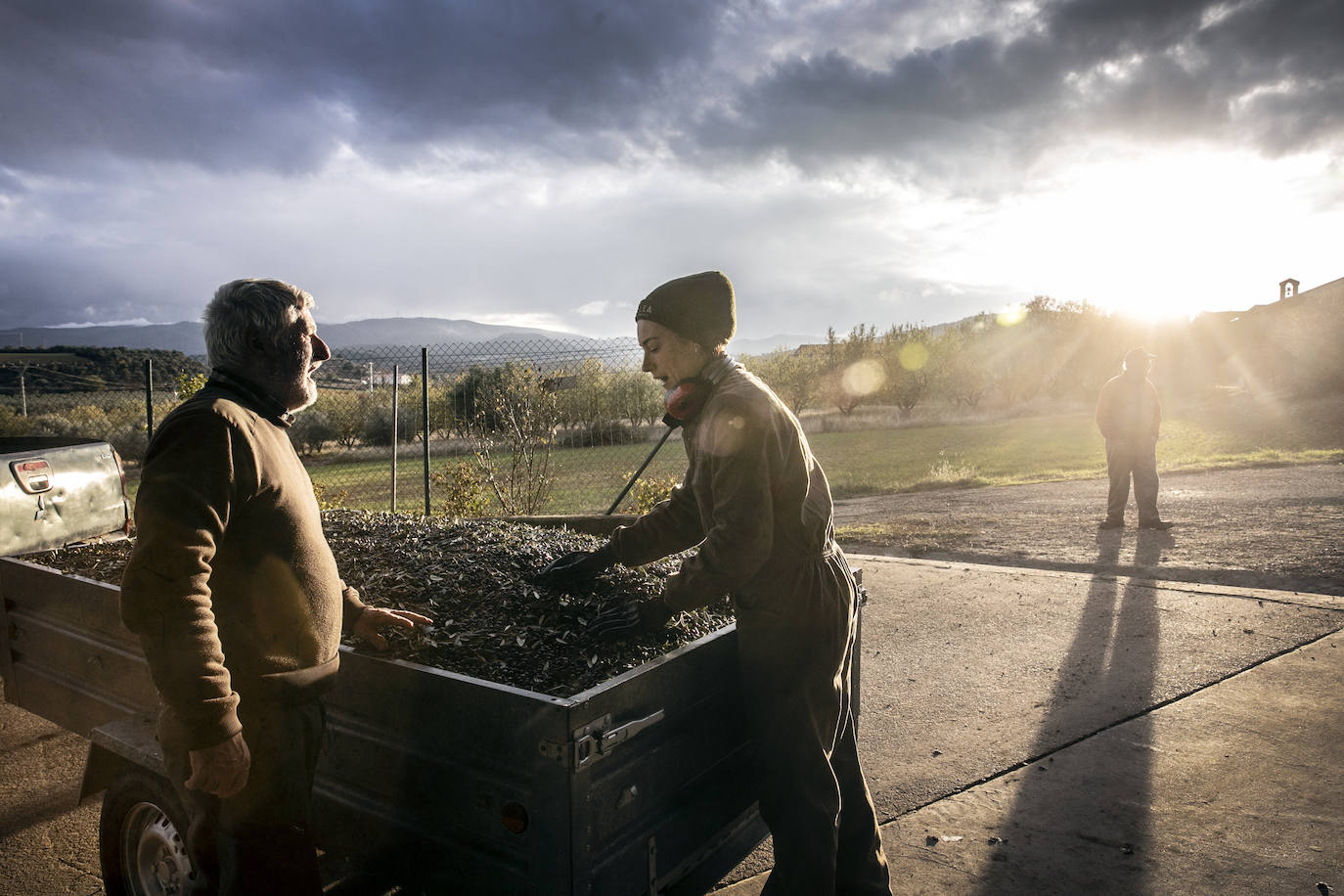 Fotos: Año de sombras para el olivar