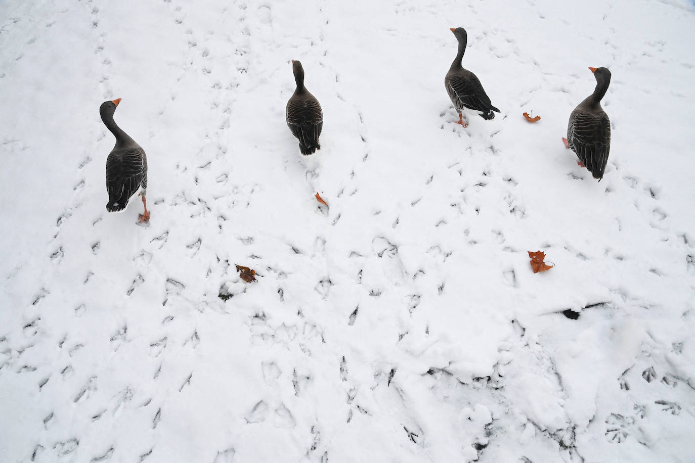 Fotos: Espectacular nevada en Londres