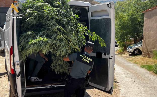 Dada su frondosidad, las plantas fueron trasladadas en furgoneta. 