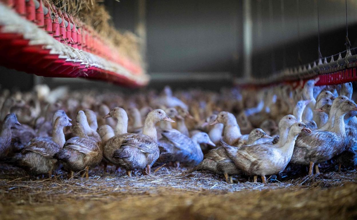 Patos criados para ser cebados, en una granja francesa. 