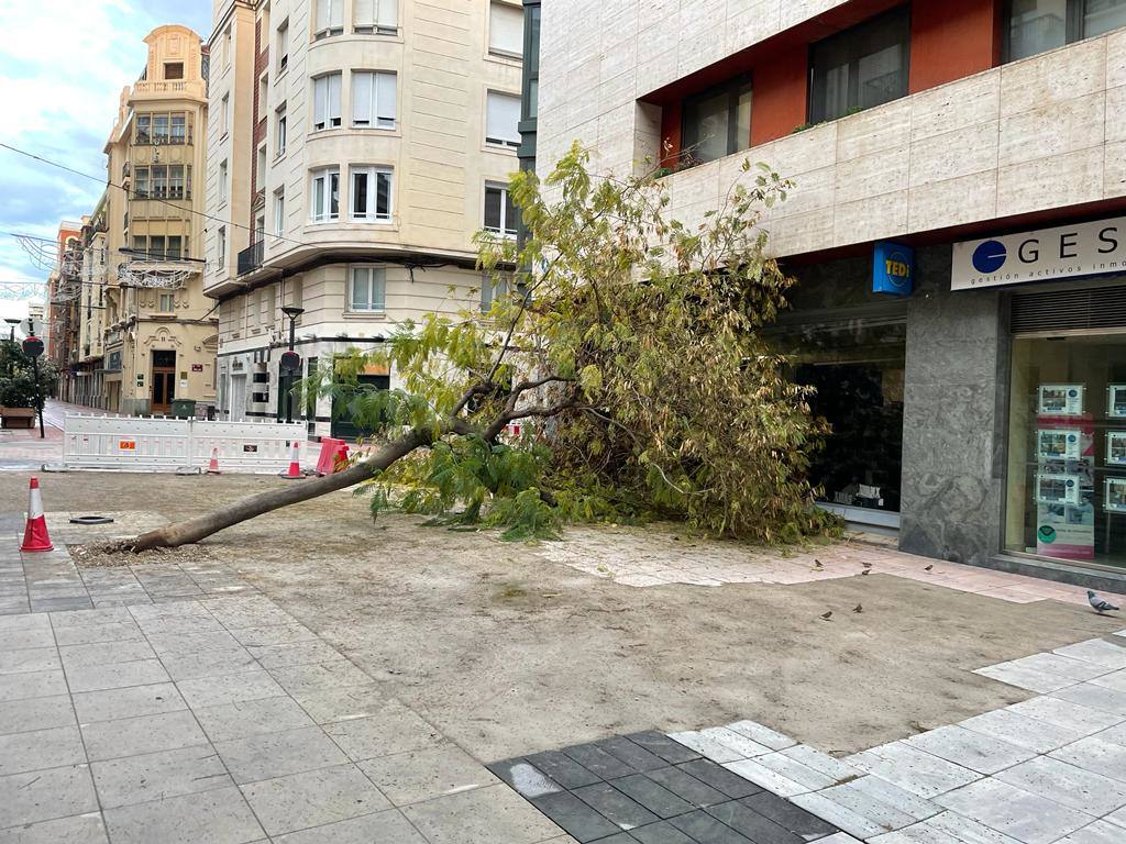 A las Cien Tiendas se le caen los árboles