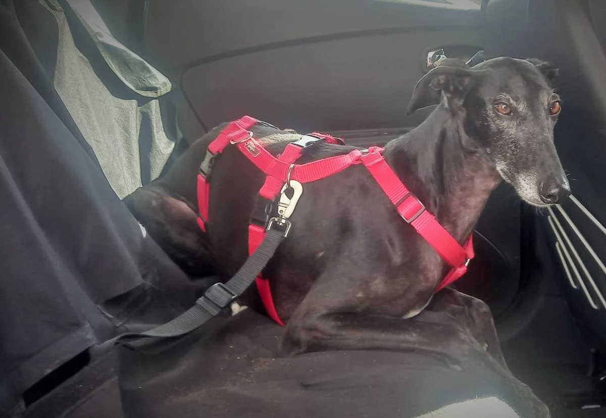 Transporte y cinturón de seguridad para perros en coche