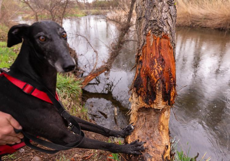 Imagen principal - La ambivalente repercusión del castor en el río Iregua