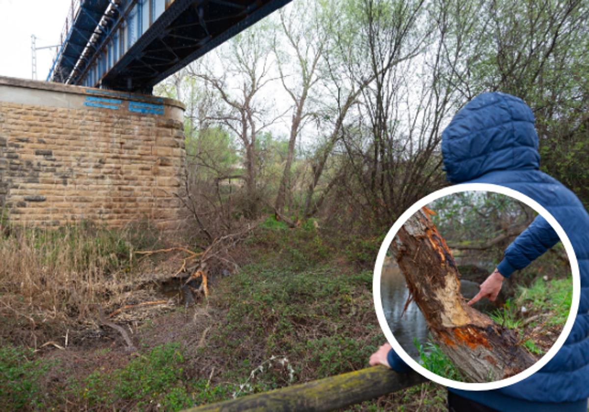 Árboles roídos y derribados por castores en el parque del Iregua de Logroño durante los últimos meses.