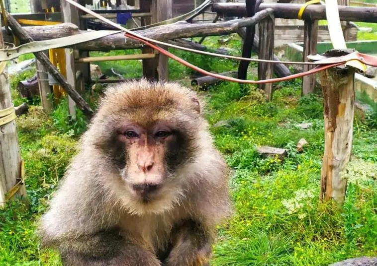 Roban a 17 monos exóticos desde un zoológico en Francia