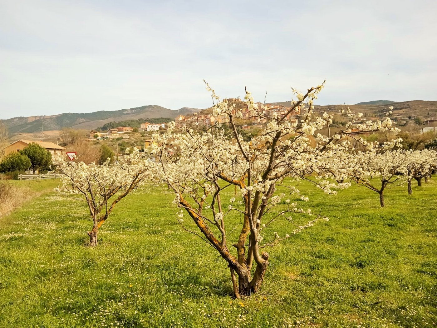 Ciruelos en plena floración con Nalda al fondo.