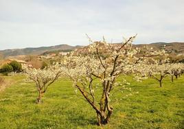 Ciruelos en plena floración con Nalda al fondo.