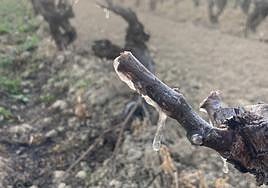 Las heladas de abril dan su primer zarpazo a las viñas