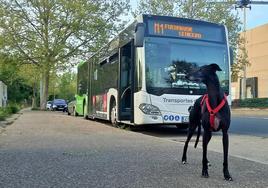 Un perro frente a un autobús Metropolitano.