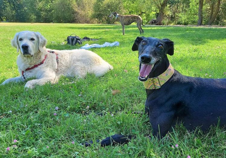 Perros sueltos en el parque del Iregua, en Logroño.