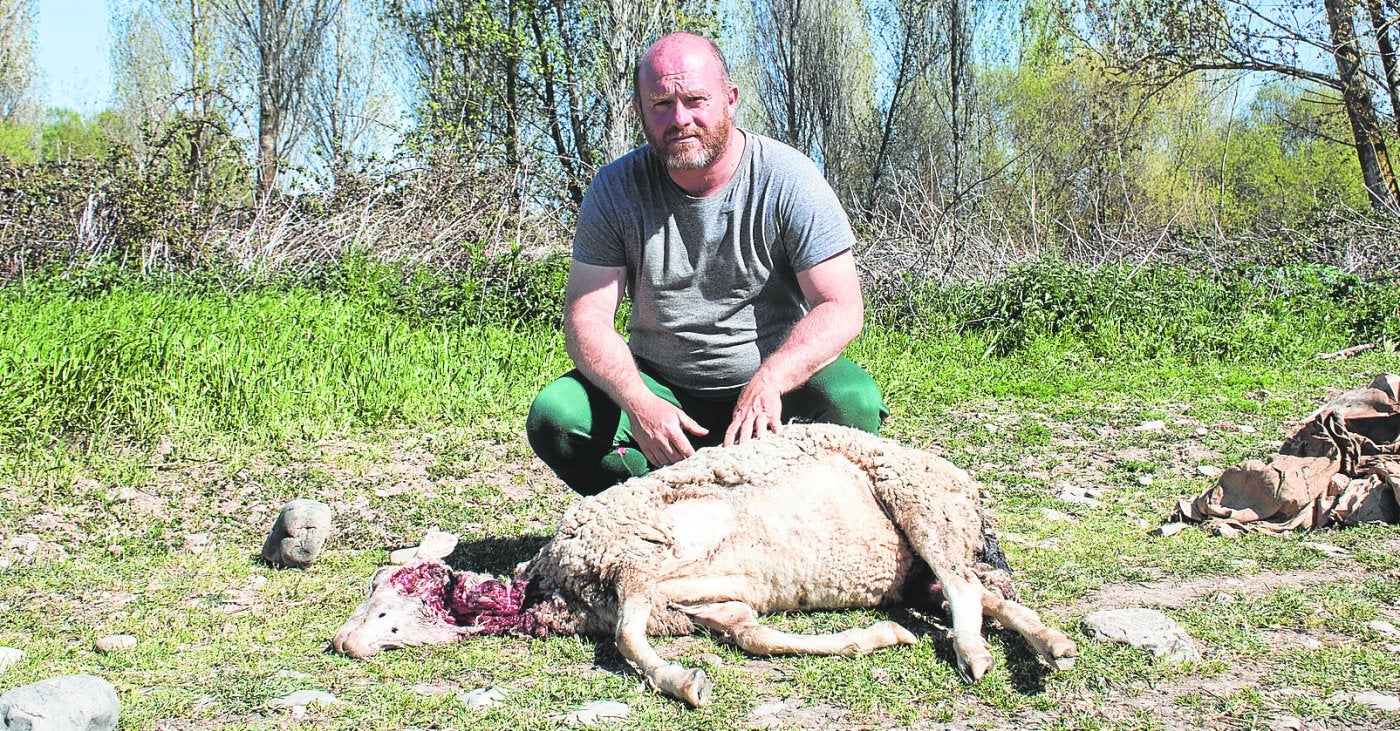 El dueño de la explotación, David Ceballos, posa junto a la oveja atacada por el lobo.