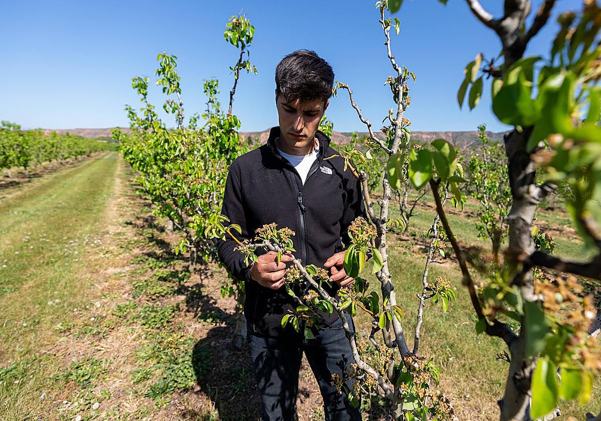 Los regantes discuten hoy una decisión crítica: sacrificar el cereal para salvar los árboles frutales