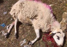 El lobo vuelve a atacar a plena luz del día, esta vez a varias ovejas en Mansilla de la Sierra