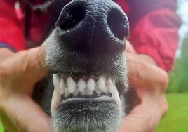 La verdad sobre la higiene dental de perros y gatos