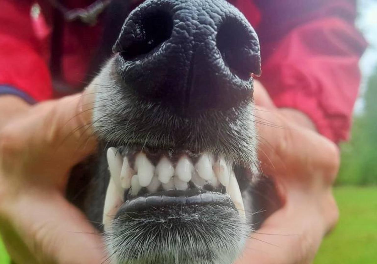 La verdad sobre la higiene dental de perros y gatos