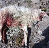 Nuevo ataque de lobo en Mansilla de la Sierra