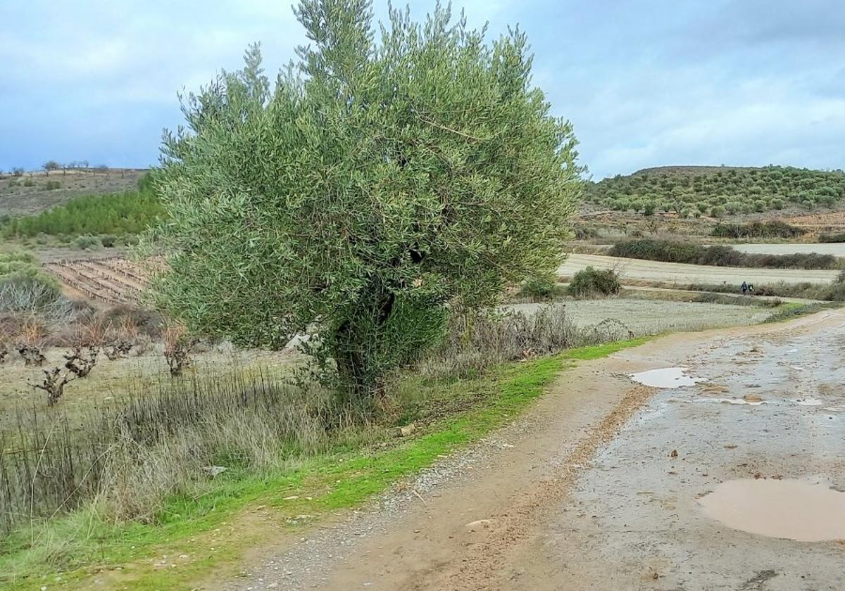 Camino de Valdecarros, en Villamdiana, el pasado invierno.