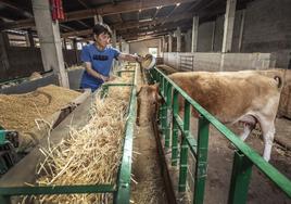 María José González, presidenta de la Asociación de Ganaderos del Camero Viejo, da pienso a una vaca de Iván Fernández, de San Román, ante la falta de pasto.