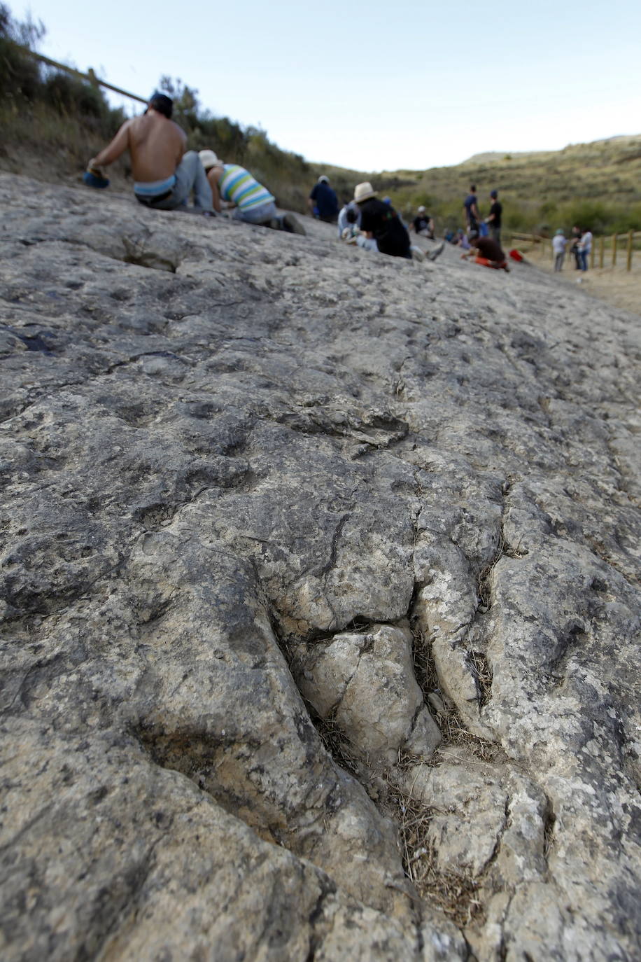 Restos paleontológicos en la zona en el yacimiento de Las Losas