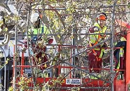 Operarios  podan ramas de árboles en El Espolón.