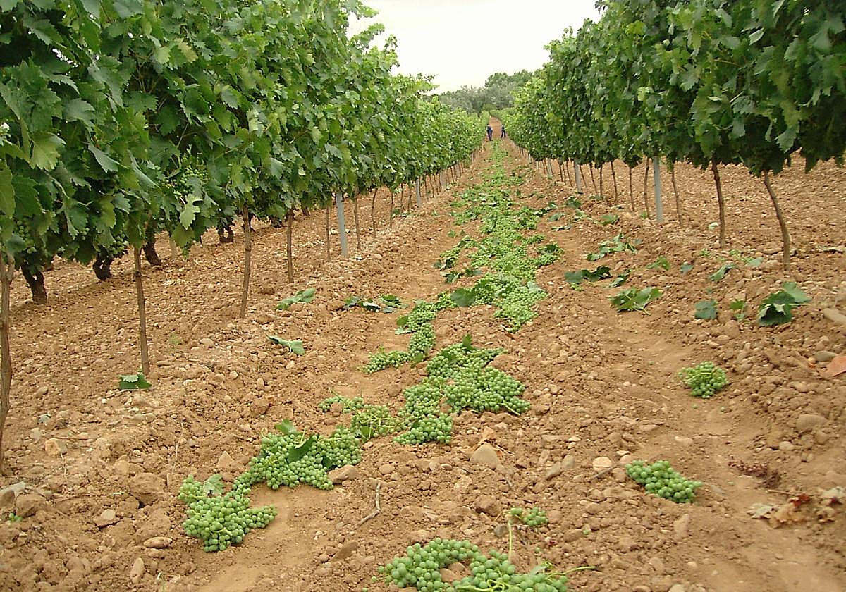 Racimos sin madurar tirados en el suelo de una parcela