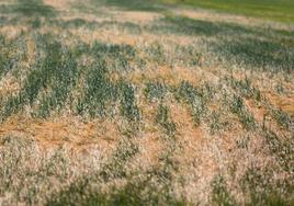 Campo de cereal afectado por la sequía en el término municipal de Albelda.