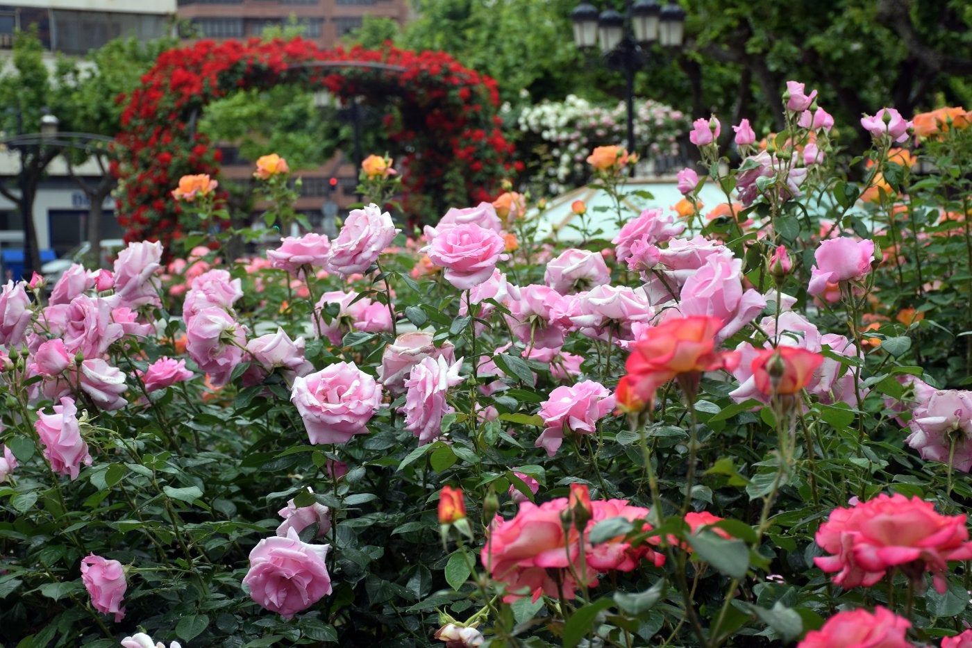 Logroño ya huele a rosas