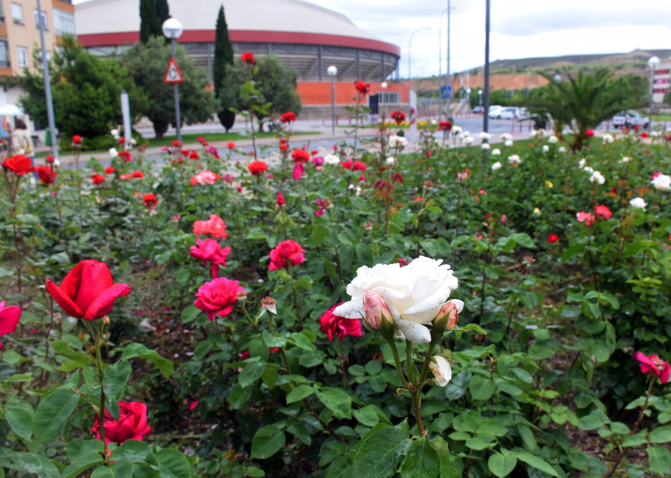 Estallido floral de los rosales de Logroño