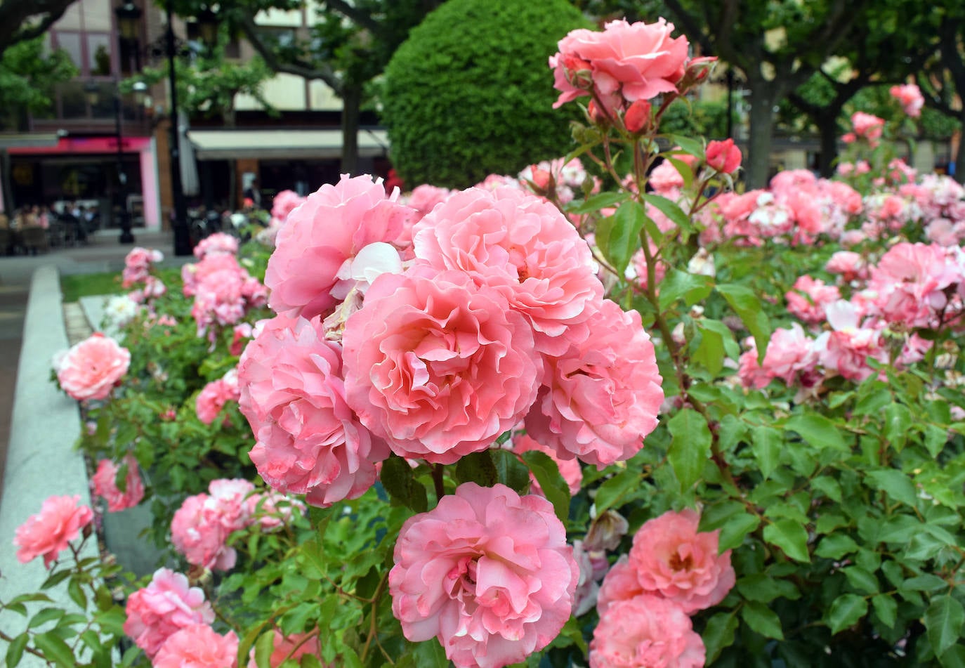 Estallido floral de los rosales de Logroño