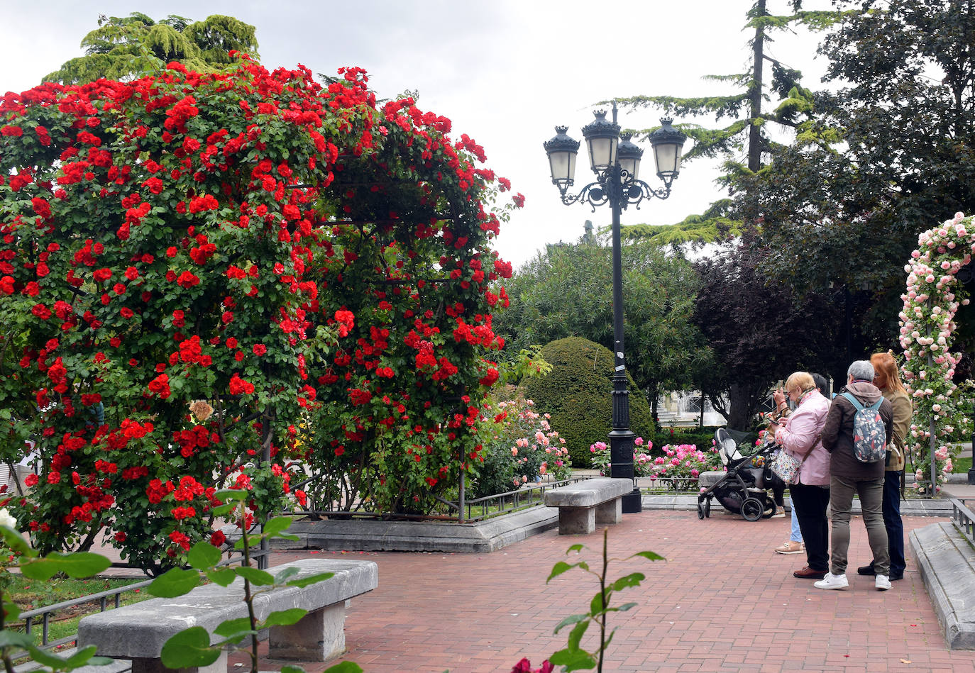 Estallido floral de los rosales de Logroño