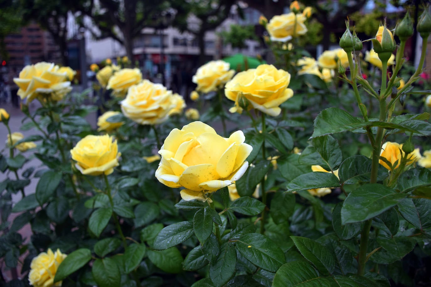 Estallido floral de los rosales de Logroño