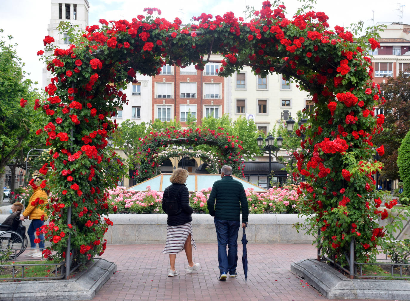 Estallido floral de los rosales de Logroño