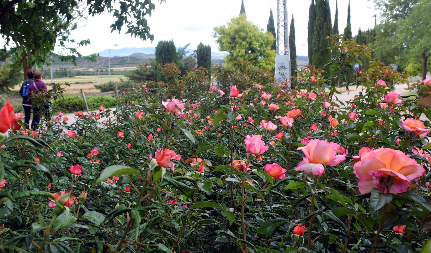 Estallido floral de los rosales de Logroño