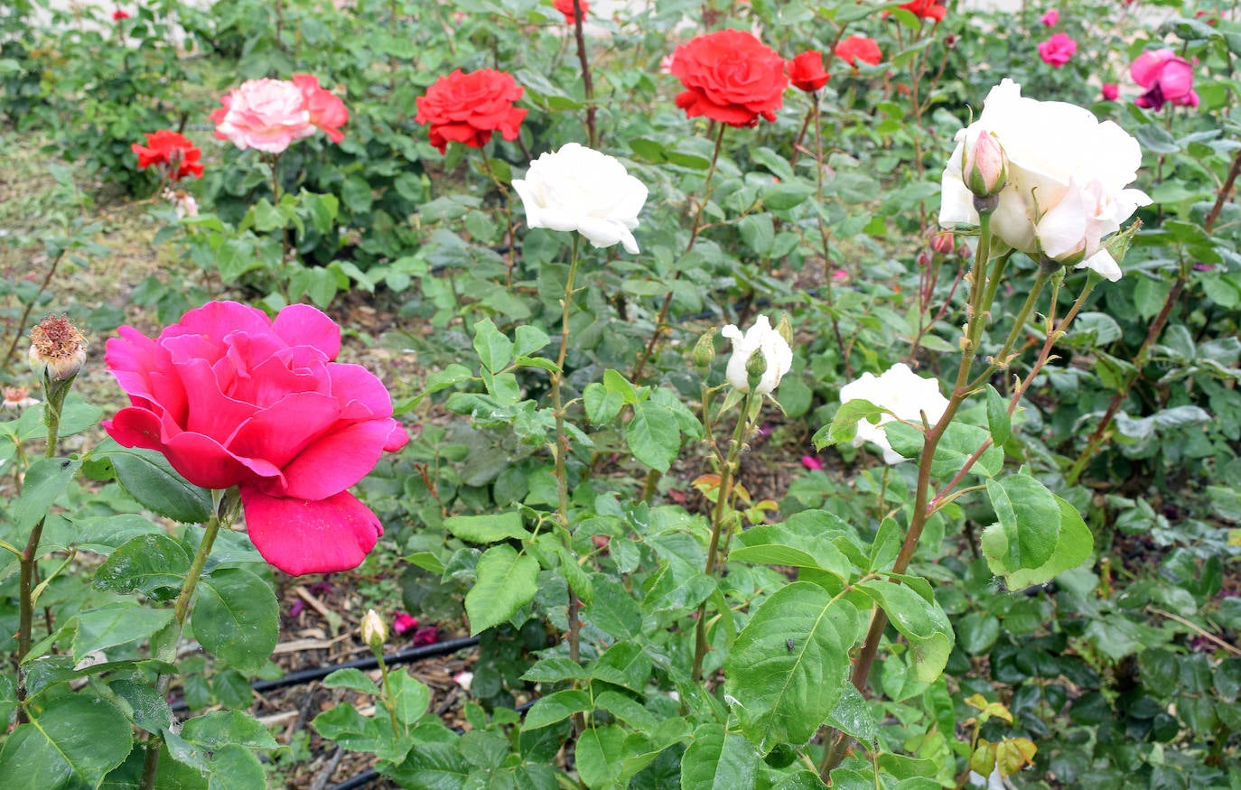 Estallido floral de los rosales de Logroño