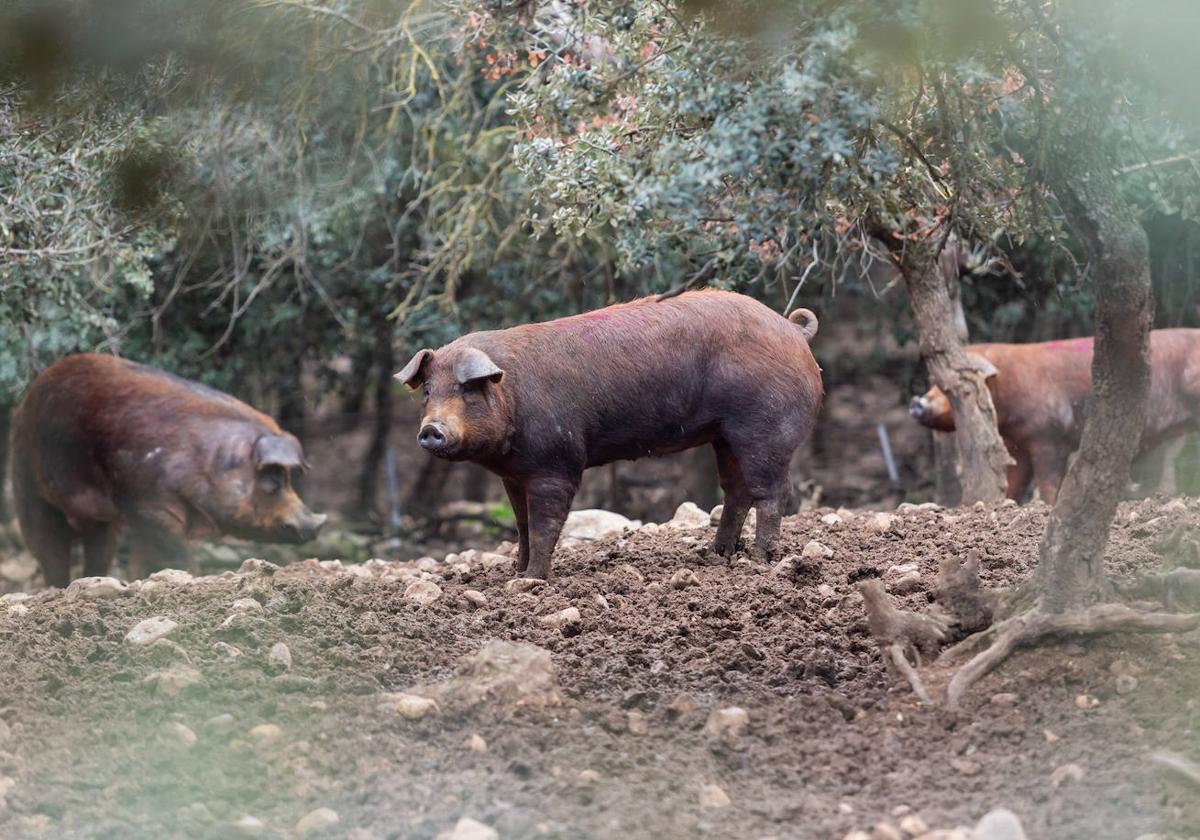 La opción de la producción ecológica