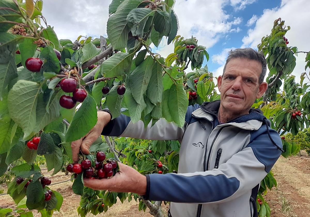 Santiago Jiménez (DeQuelia) en una finca de Quel con cerezas ecológicas en la que se ha reducido la cantidad, pero destaca su calidad.