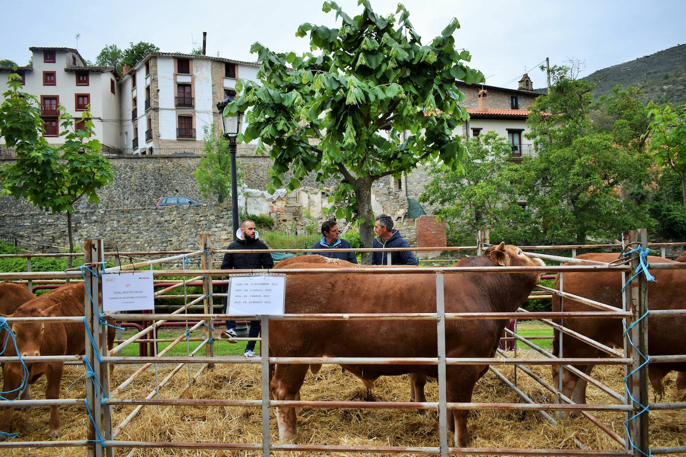 VI Feria del Ganado Selecto del Camero Viejo