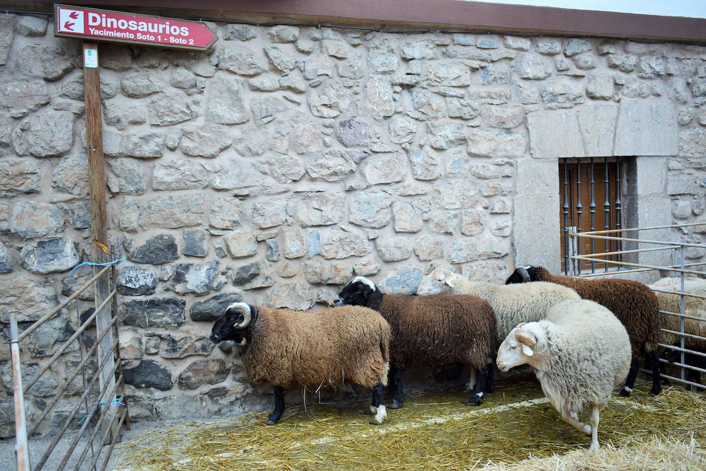 VI Feria del Ganado Selecto del Camero Viejo