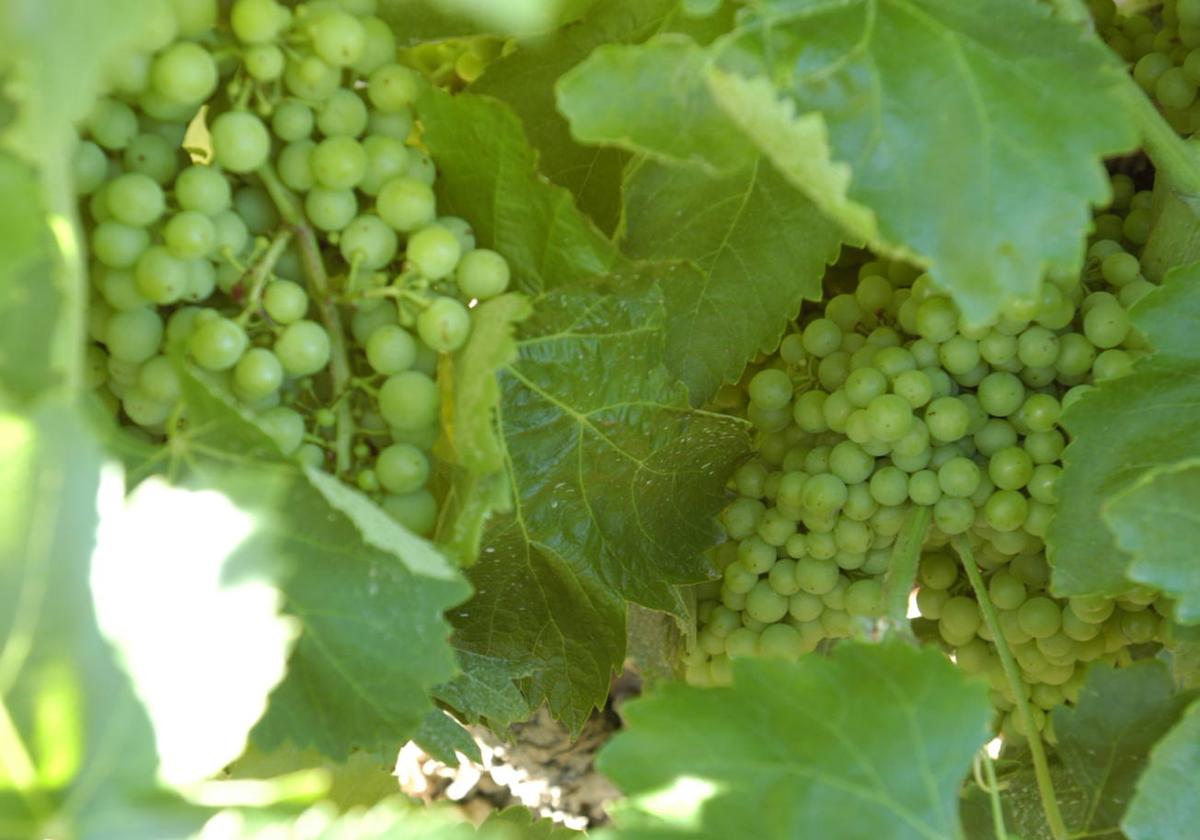 985 hectáreas de viñedo de Rioja, admisibles para la cosecha en verde